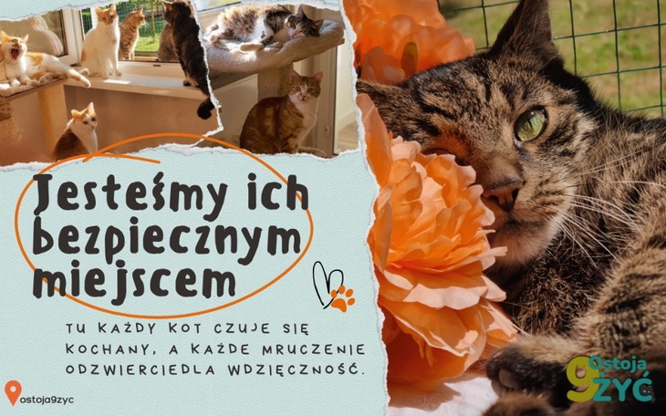 Zbiórka BAZAREK Kociej Ostoi - zdjęcie główne