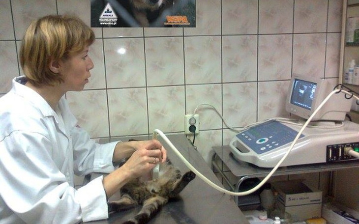 Weterynarz wykonujący USG na kocie.