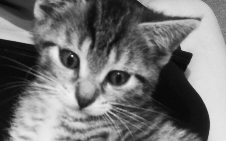 Zbiórka Prosze pomóżcie Nell - zdjęcie główne