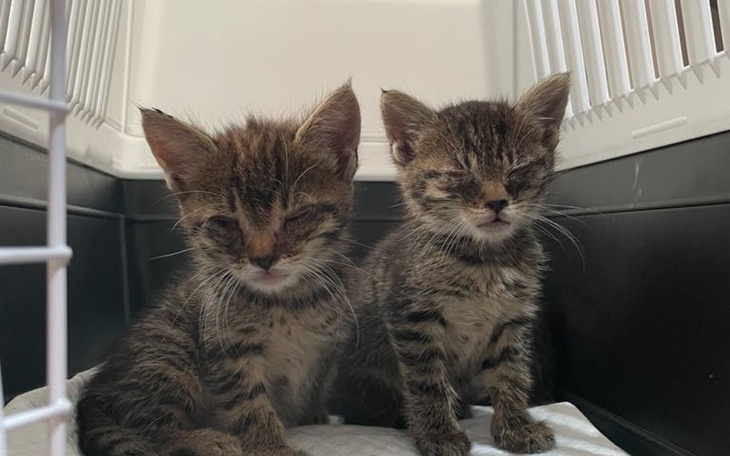 Zbiórka Lodówka na leki dla kotków - zdjęcie główne