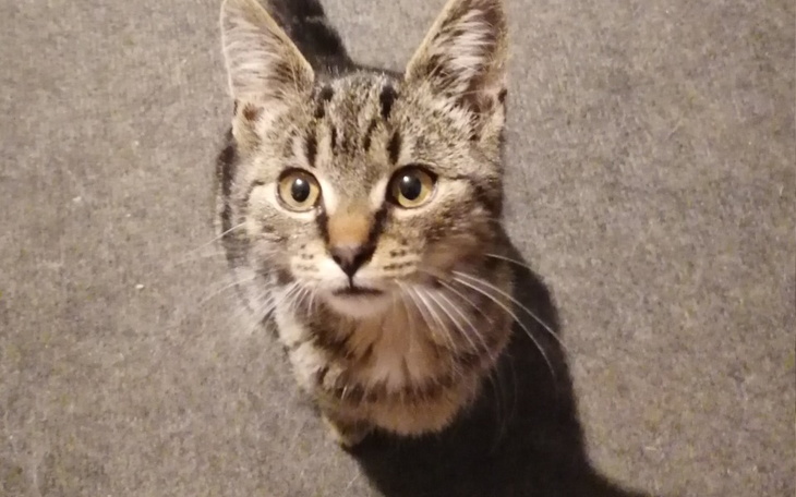 Zbiórka Kolejny uratowany kociak - zdjęcie główne