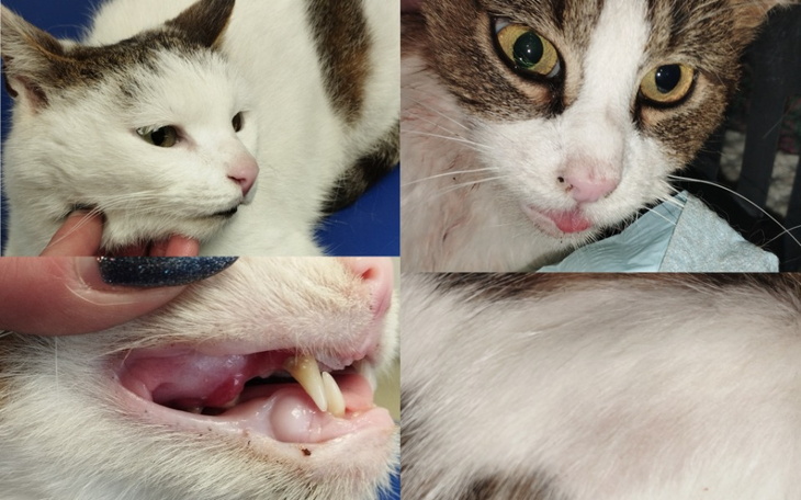 Zbiórka OSTATNI dzwonek na ratunek - zdjęcie główne