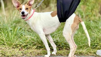 Zbiórka Diagnostyka suczki - miniaturka zdjęcia