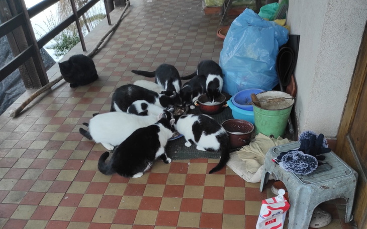 Grupa kotów jedzących z misek na tarasie.