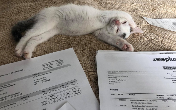 Zbiórka Rachunki za życie kociąt ulicy - zdjęcie główne