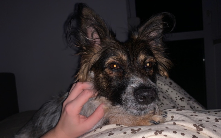 Zbiórka Rezonans oraz leczenie Plamki - zdjęcie główne