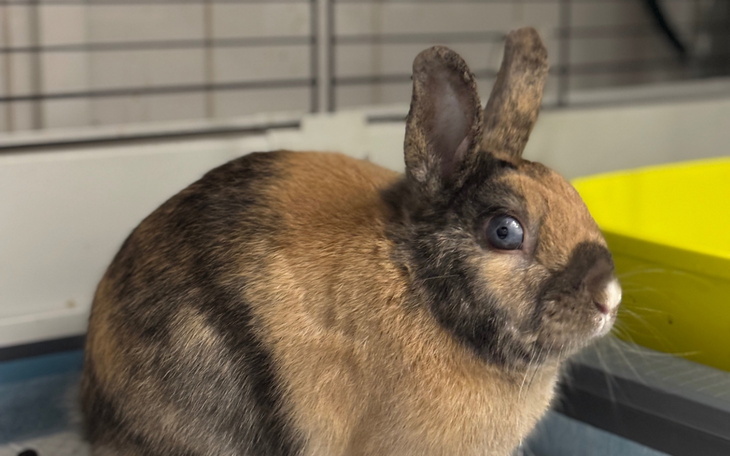 Królika o brązowym futrze w klatce.