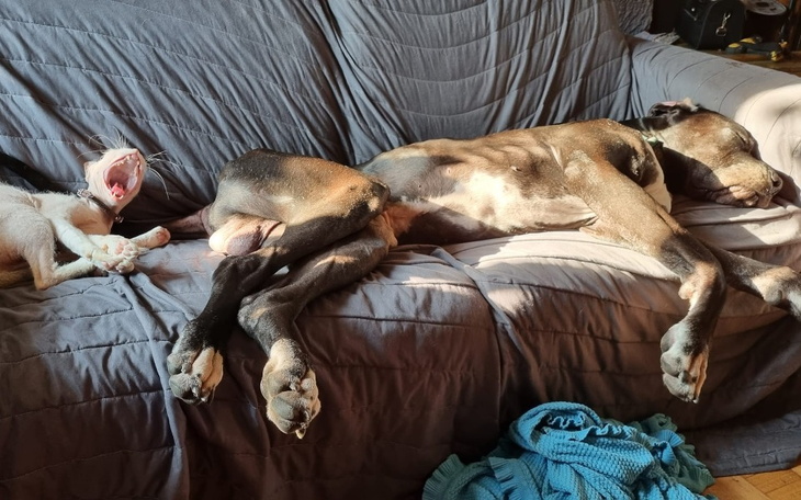 Zbiórka Arek - sześcioletni wrak psa - zdjęcie główne