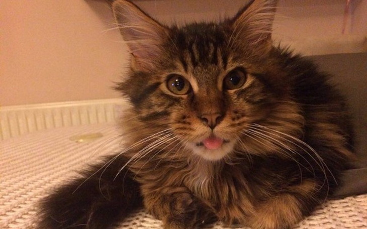 Zbiórka Operacja wątroby Miłoszka - zdjęcie główne