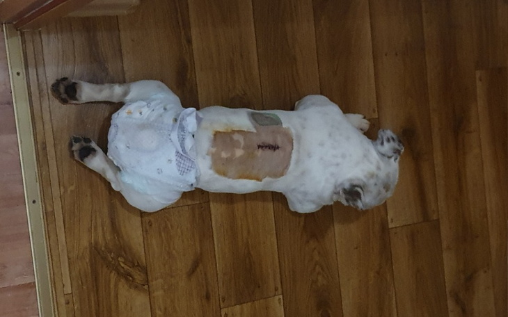 Zbiórka Na Rehabilitację dla Pinkiego - zdjęcie główne