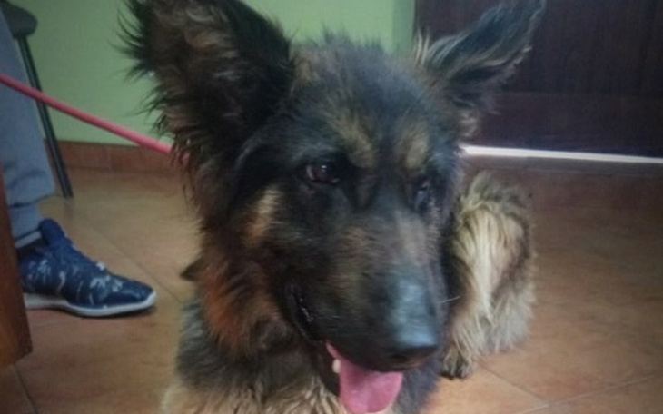 Zbiórka Pomóżmy jej wrócić do zdrowia - zdjęcie główne