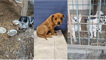 Zbiórka Każda złotówka ratuje życie - miniaturka zdjęcia