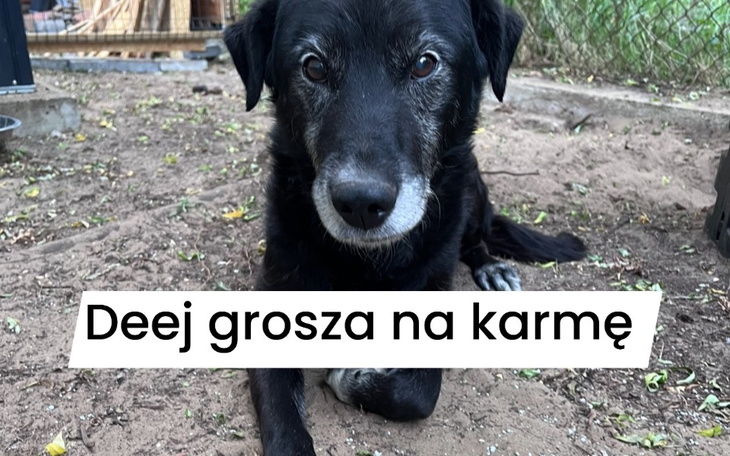 Zbiórka Pełne brzuszki - zdjęcie główne