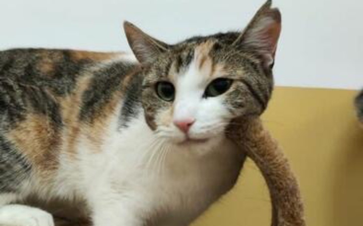 Kot leżący na kanapie, z zabawnym wyrazem twarzy.