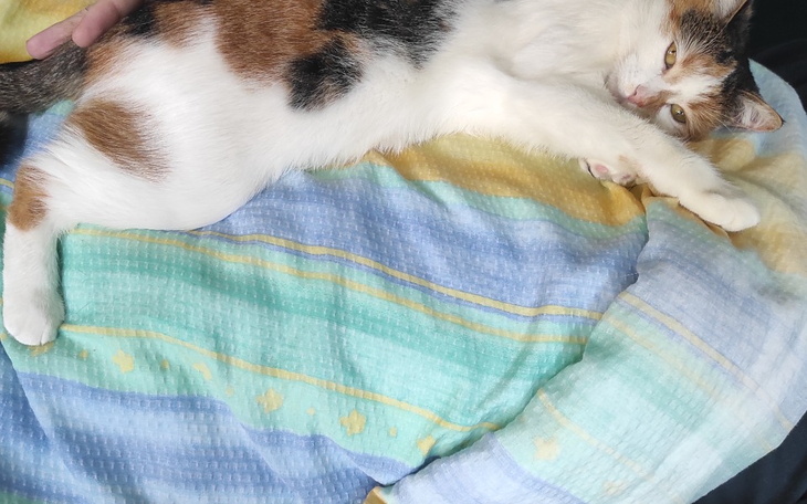 Zbiórka Potrzebujemy pomocy 3kotki - zdjęcie główne