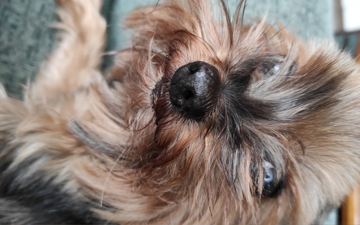 Zbiórka Dla Kochanego psa - zdjęcie główne