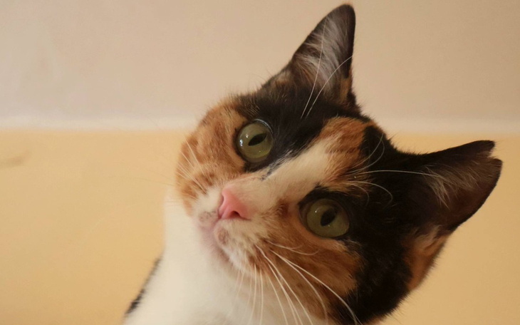 Kot o tricolorowym futrze, patrzący w obiektyw.