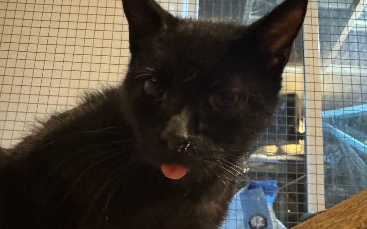 Czarny kot z wystawionym językiem w domowym otoczeniu.