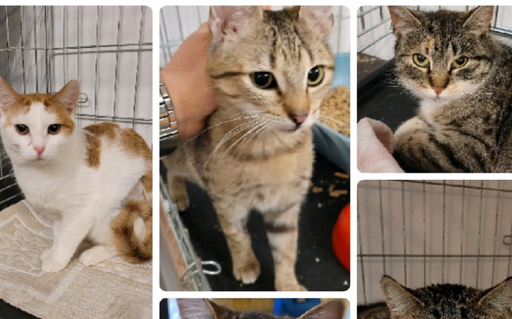 Zbiórka Dla kotów Pana Kota - zdjęcie główne