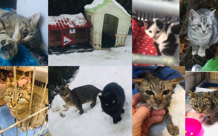 Zbiórka Pomóż mi pomagać kotom. - zdjęcie główne