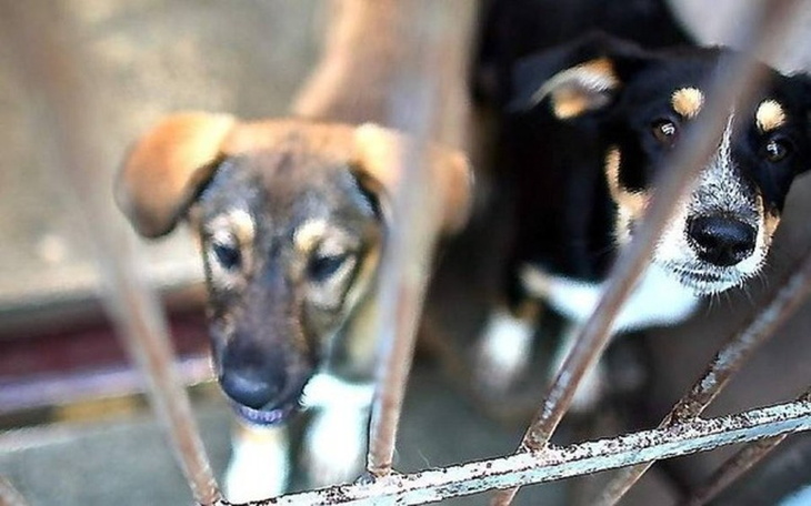 Zbiórka Schronisko pomoc - zdjęcie główne