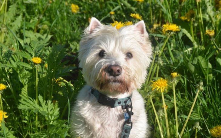 Zbiórka Diagnoza i leczenie dla Wilsona - zdjęcie główne