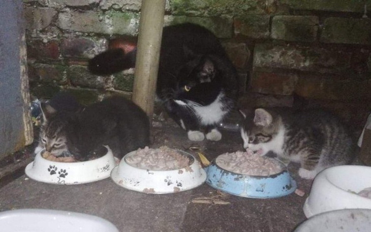 Zbiórka PILNA AKCJA RATUNKOWA dla kociąt - zdjęcie główne