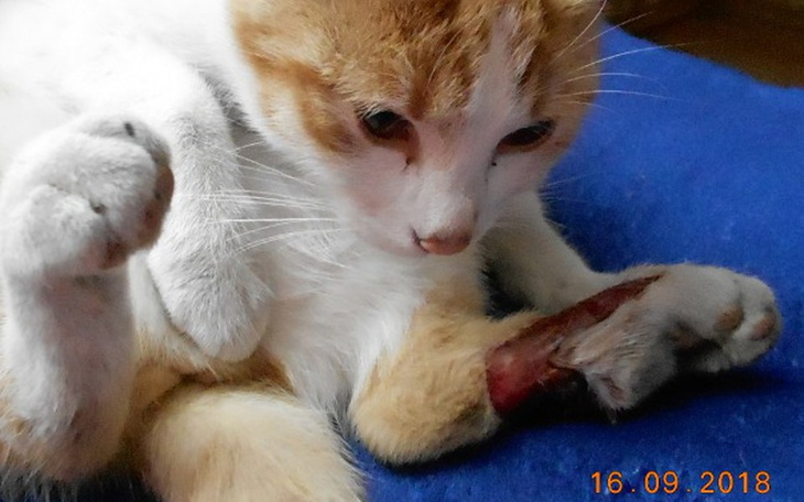 Zbiórka Psotka prosi o pomoc - zdjęcie główne