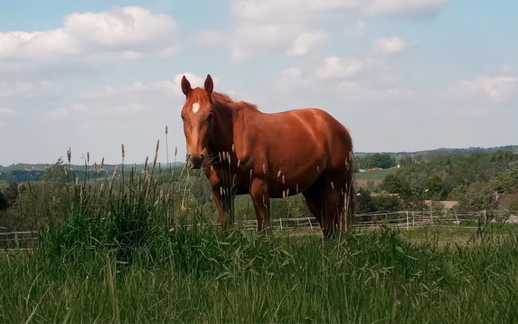 Zbiórka Na własne marzenia w Jeździectwi - zdjęcie główne