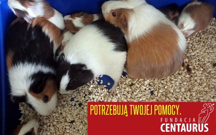 Zbiórka Pomóż porzuconym świnkom. - zdjęcie główne