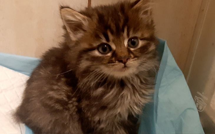 Zbiórka Na Ekipę FeLv - zdjęcie główne