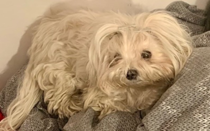 Zbiórka Leczenie suczki Tosi - zdjęcie główne