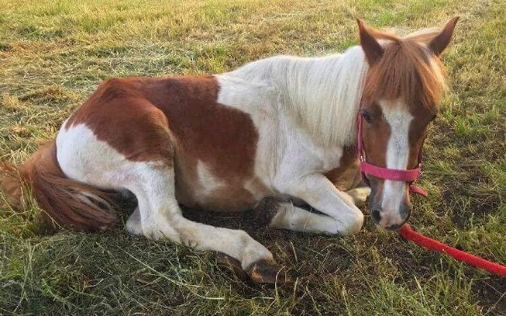 Zbiórka By chodzenie nie bolało - zdjęcie główne