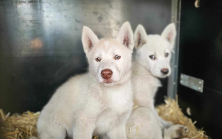 Zbiórka Utrzymanie psów październik - zdjęcie główne