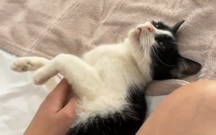 Zbiórka Kicia nie chce umierać - zdjęcie główne