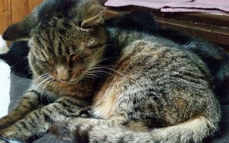 Zbiórka Leczenie utrzymanie stada kotów - zdjęcie główne