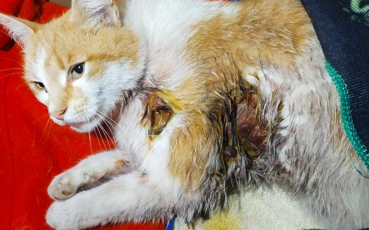 Zbiórka Kotek potrzebuje pilnie pomocy, - zdjęcie główne