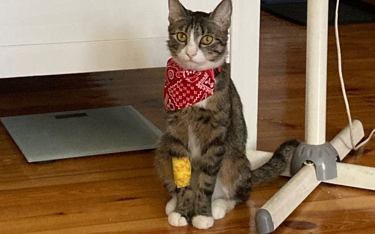 Kot w bandanie, siedzący na podłodze, z opatrunkiem na łapie.