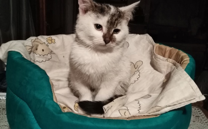 Zbiórka Na 2 miesięcznego kociaka - zdjęcie główne
