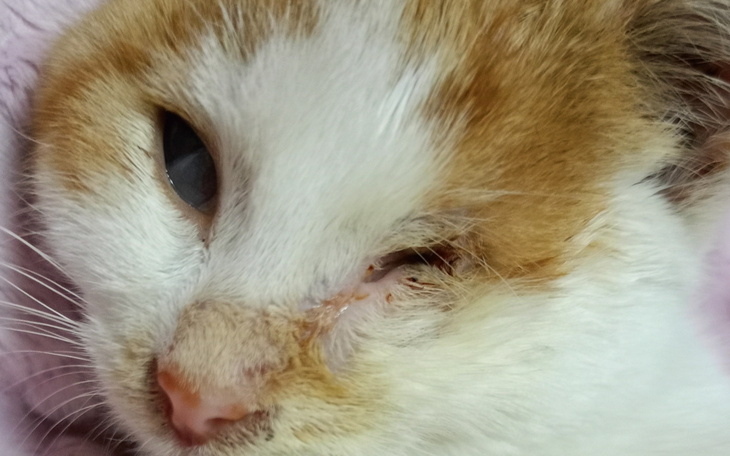 Kot z uszkodzoną ślepką, leżący na różowym kocyku.