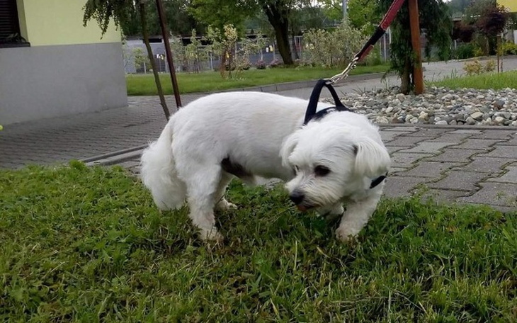 Zbiórka Leczenie Rico - zdjęcie główne