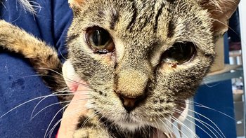 Zbiórka Malutka Azalia walczy z chorobą - miniaturka zdjęcia