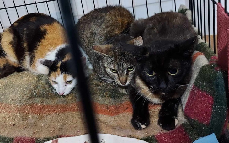 Zbiórka Karma i żwirek dla dwóch kotek - zdjęcie główne