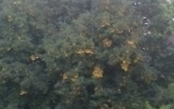 Zbiórka Na  1000 drzew - zdjęcie główne