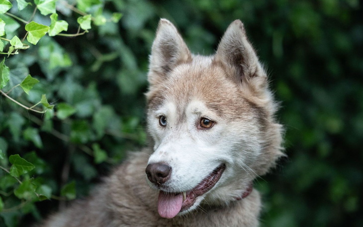 Zbiórka Letni szajkowy armagedon psowy - zdjęcie główne