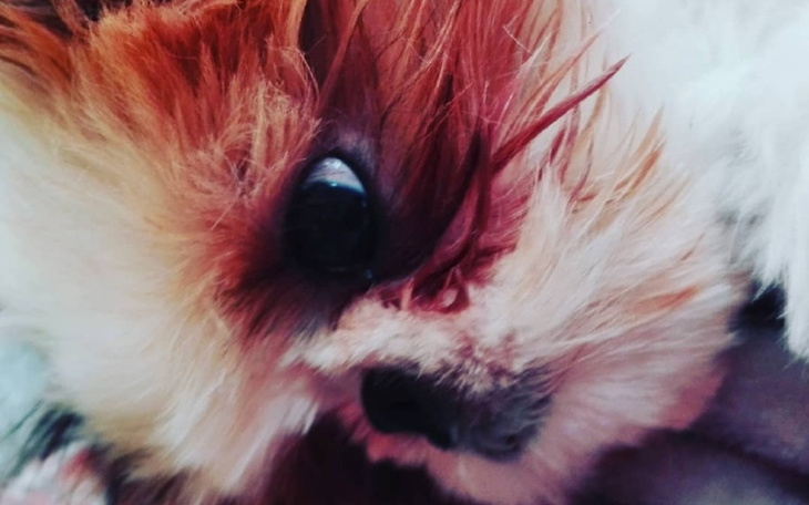 Zbiórka Na mojego pieska. - zdjęcie główne