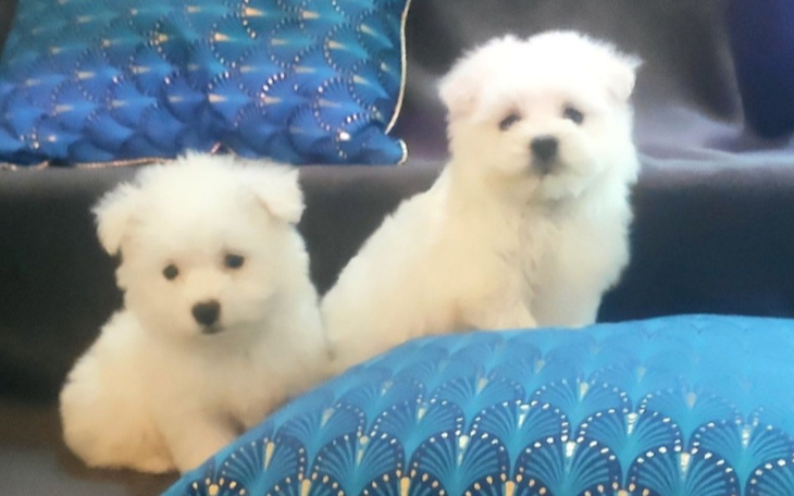 Zbiórka zbieram na maltanczyka . - zdjęcie główne