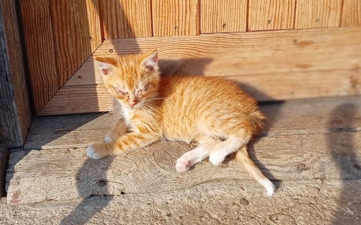 Zbiórka Koty z gminy Rokitno - zdjęcie główne