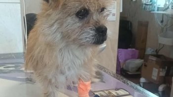 Zbiórka Greta - zapomniana przez świat - miniaturka zdjęcia