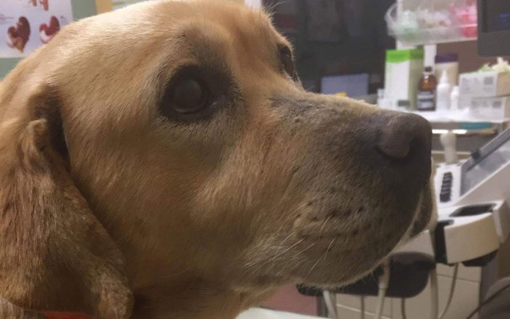 Zbiórka Zuzia musi walczyć o życie! - zdjęcie główne